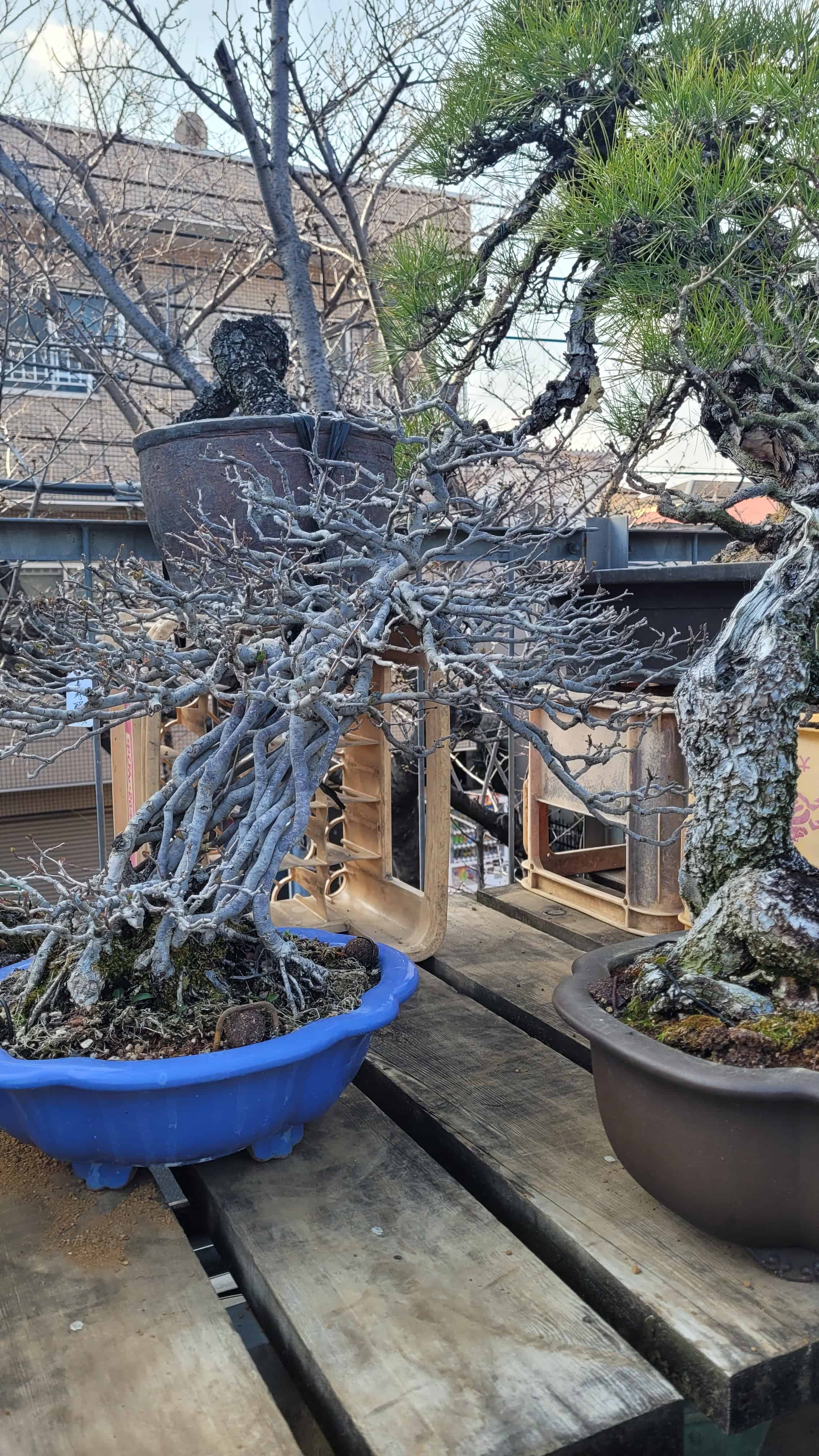 A ginko bonsai tree from kobayashi in Japan